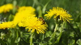 Fototapeta Dmuchawce - Löwenzahn im Frühling mit Biene