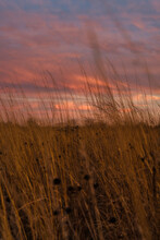 Sunset Over Prairie Grasses. Beautiful Sky Casts Colors Across The Tall Weeds In Grain Field