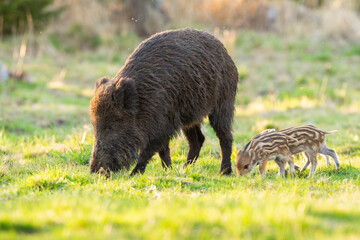 Wall Mural - Family of wild boar, sus scrofa, grazing on glade in spring nature. Adult hairy mammal with piglets feeding on green grass backlit by morning sun.