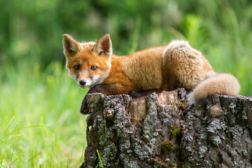 Wall Mural - cute red fox, vulpes vulpes, cub lying on a tree stump in springtime forest. adorable immature wild 
