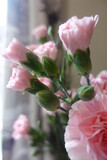 Fototapeta Tulipany - carnation pink in vase