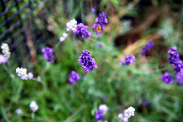 Selective focus on a lavender bush and its blue-violet flowers