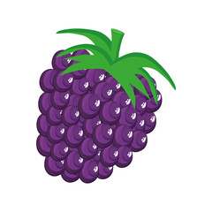 Poster - blackberry delicious fresh fruit nature icon vector illustration design