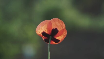 Wall Mural - Close Up Of Beautiful Red Poppy Flower