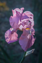 Pinkish Purple Bearded Iris Flower In Spring Against Blurred Green Garden Background