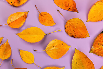 Orange coloured autumn leaves on lilac board, closeup top down view