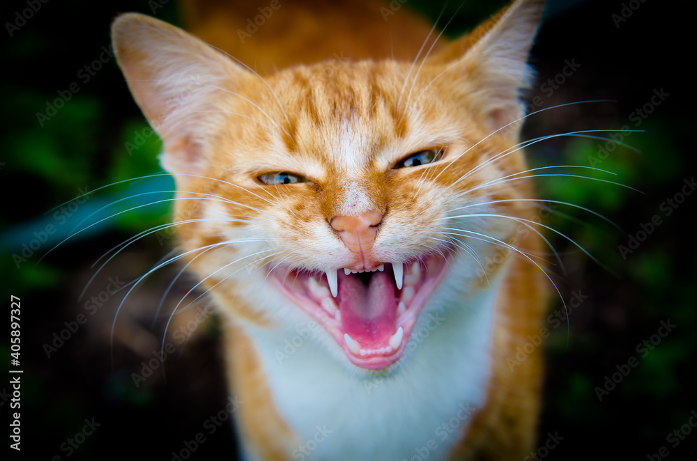 Close-up Portrait Of A Cat - obrazy, fototapety, plakaty 