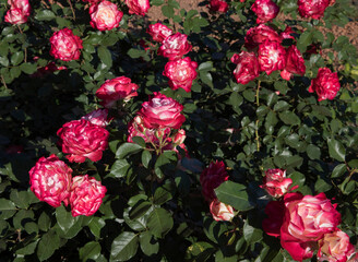 Wall Mural - roses spring blooming in the park. rosa jubile du prince de monaco flower bed. flowers of fuchsia an