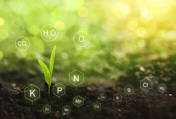 role of nutrients mineral in corn plant and soil life with digital mineral nutrients icon.