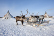 Ethnography. House and deer of the northern inhabitants of the Arctic