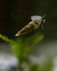 Vertical shot of red-rimmed Melania snail on the aquarium