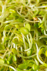 Canvas Print - Organic Green Raw Alfalfa Sprouts