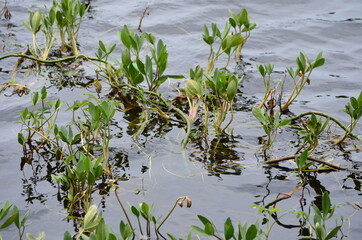 Menyanthes trifoliata