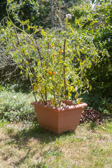 Sticker - Cherry tomatoes growing in a vegetable garden during summer