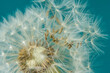 © Barry - Close up of dandelion head and seeds on a teal background