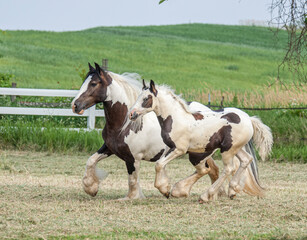 Wall Mural - Gypsy Vanner Horse mare with foal at side run in grass paddock