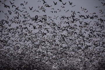 Canvas Print - Flock of Geese