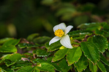 Wall Mural - Fuchsia Begonia (Begonia foliosa var. miniata)