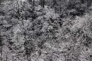 Snow covered trees for winter landscape background