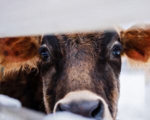 Canvas Print - Closeup shot of a cow face behind the fence in the farm