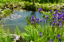 Near-natural Garden Pond - Naturnaher Gartenteich