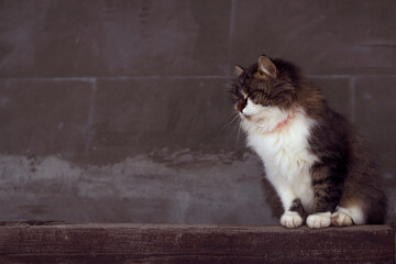 fluffy and relaxed cat is sitting on the wooden fence with closed eyes - close up, winter countryside