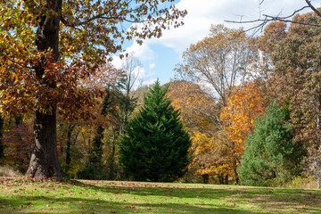 trees in the backyard in the fall