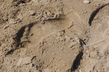 Wall Mural - High angle shot of human footprints in a sand