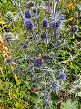 Blooming Purple Thistle With Bees