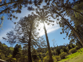 trees in the forest