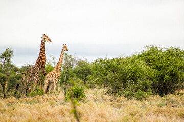 Giraffes in a meadow covered in trees and dried grass under a cloudy sky