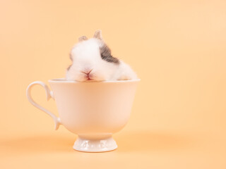 Wall Mural - Cute bunny in cup. Young lovely bunny easter baby brown rabbit sitting in a white coffee cup on yellow background.