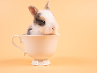 Cute bunny in cup. Young lovely bunny easter baby brown rabbit sitting in a white coffee cup on yellow background.