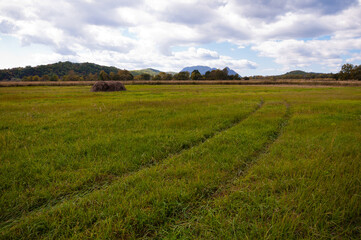 Tire marks in the grass, detail of footprints in the field. car footprint on green grass