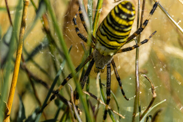 Wall Mural - Closeup shot of argiope bruennichi on its web