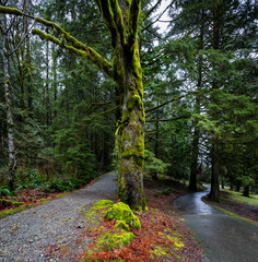 Large tree separates 2 path ways