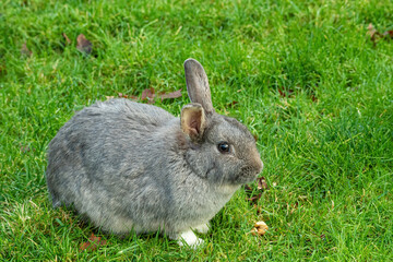 Wall Mural - portrait of a cute chubby grey rabbit resting on the green grasses in the park