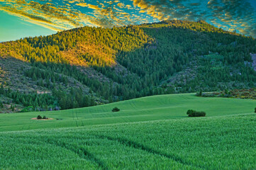 Wall Mural - Beautiful view of a green farm field with mountain trees background during sunset