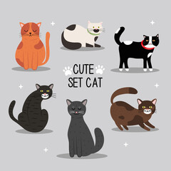  bundle of six cats mascots and lettering vector illustration design