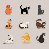 Fototapeta Pokój dzieciecy - bundle of nine cats differents colors mascots characters vector illustration design