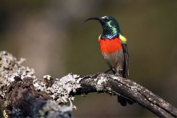 Wall Mural - The greater double-collared sunbird (Cinnyris afer) sitting on the branch with lichens with brown background.