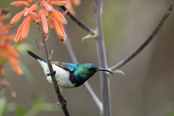 Wall Mural - The white-bellied sunbird (Cinnyris talatala), also known as the white-breasted sunbird sitting on the flower stalk with brown background.