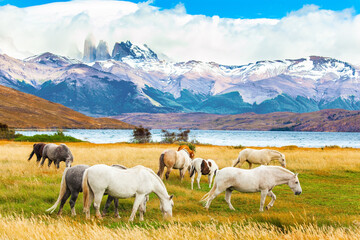 Canvas Print - Herd of wild horses graze