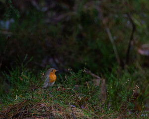 Sticker - Closeup shot of a beautiful European robin standing on the grass on the blurred background