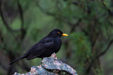 Sticker - Closeup shot of a beautiful blackbird standing on the stone on the blurred background