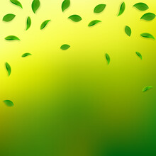 Falling Green Leaves. Fresh Tea Random Leaves Flying. Spring Foliage Dancing On Yellow Green Background. Admirable Summer Overlay Template. Delightful Spring Sale Vector Illustration.