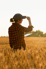 Wall Mural - A woman farmer examines the field of cereals and sends data to the cloud from the tablet. Smart farming and digital agriculture.	