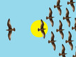 Collage of birds flock in flight with one bird moving in opposite direction