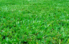 Green Grass Freshly Mown Lawn