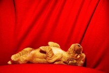 A Golden English Cocker Spaniel Puppy Sleeping On The Red Blanket.